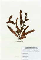 藏品(脈膜藻)的圖片